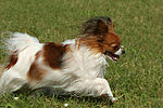 hundefotos papillon
