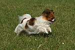 hundefotos papillon