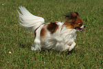 hundefotos papillon