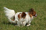 hundefotos papillon