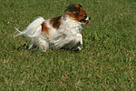hundefotos papillon