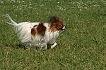 hundefotos papillon