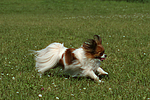 hundefotos papillon