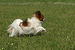 hundefotos papillon