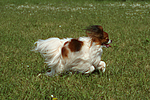 hundefotos papillon