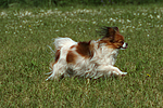 hundefotos papillon