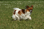 hundefotos papillon