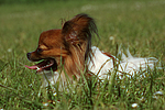 hundefotos papillon