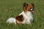 hundefotos papillon