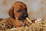 hundefotos rhodesian_ridgeback