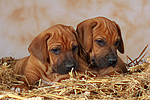 hundefotos rhodesian_ridgeback