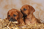 hundefotos rhodesian_ridgeback