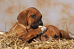 hundefotos rhodesian_ridgeback