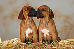 hundefotos rhodesian_ridgeback