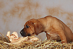 hundefotos rhodesian_ridgeback
