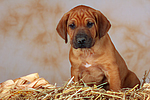 hundefotos rhodesian_ridgeback