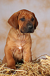 hundefotos rhodesian_ridgeback