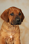 hundefotos rhodesian_ridgeback