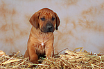 hundefotos rhodesian_ridgeback