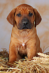 hundefotos rhodesian_ridgeback