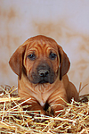 hundefotos rhodesian_ridgeback