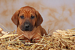 hundefotos rhodesian_ridgeback