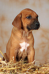 hundefotos rhodesian_ridgeback