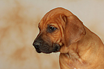 hundefotos rhodesian_ridgeback