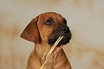 hundefotos rhodesian_ridgeback