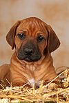 hundefotos rhodesian_ridgeback