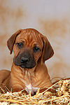 hundefotos rhodesian_ridgeback