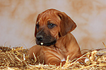 hundefotos rhodesian_ridgeback