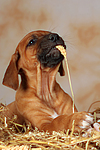 hundefotos rhodesian_ridgeback