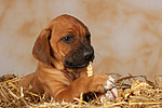 hundefotos rhodesian_ridgeback