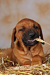 hundefotos rhodesian_ridgeback