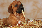 hundefotos rhodesian_ridgeback
