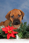 hundefotos rhodesian_ridgeback