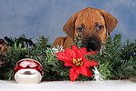 hundefotos rhodesian_ridgeback
