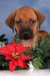 hundefotos rhodesian_ridgeback