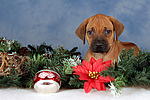 hundefotos rhodesian_ridgeback