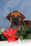 hundefotos rhodesian_ridgeback