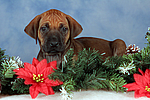 hundefotos rhodesian_ridgeback