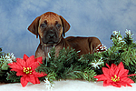 hundefotos rhodesian_ridgeback
