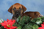 hundefotos rhodesian_ridgeback