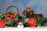 hundefotos rhodesian_ridgeback