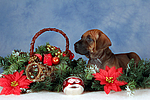 hundefotos rhodesian_ridgeback