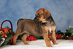 hundefotos rhodesian_ridgeback