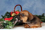 hundefotos rhodesian_ridgeback