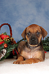 hundefotos rhodesian_ridgeback