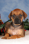 hundefotos rhodesian_ridgeback